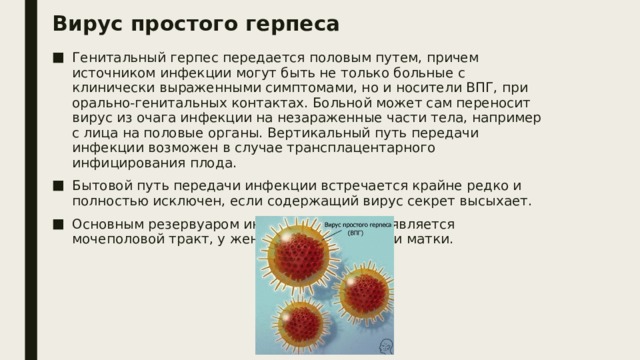 Гепатит с можно ли заразиться половым путем. Вирус простого герпеса ЗППП. ЗППП генитальный герпес. Может ли передаться вирус герпеса половым путем. Вирусы передаваемые половым путем.