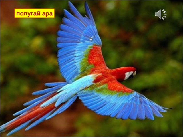 попугай ара 