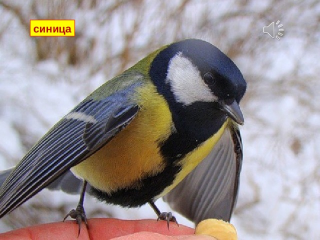 синица 