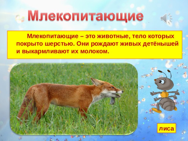  Млекопитающие – это животные, тело которых покрыто шерстью. Они рождают живых детёнышей и выкармливают их молоком. лиса 