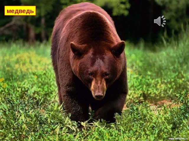медведь 