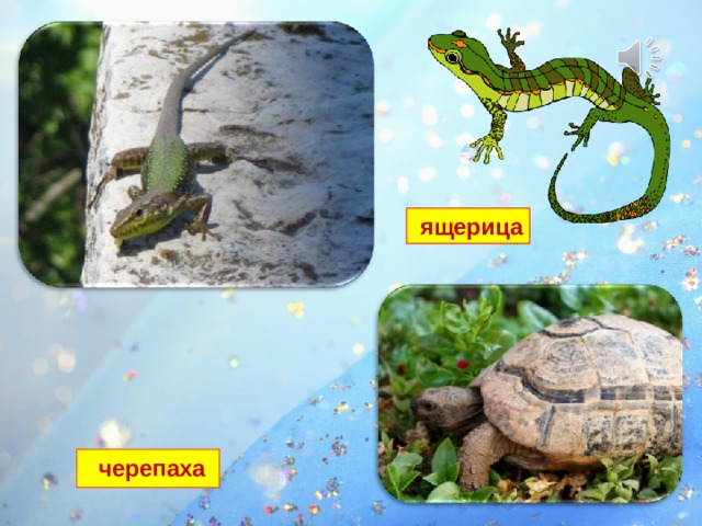  ящерица Ящерица – это вёрткое, прыткое животное. Она быстро бегает и резко меняет направление. черепаха 