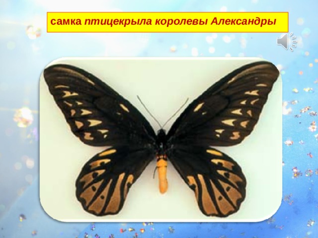 самка птицекрыла королевы Александры Самая большая дневная бабочка – самка птицекрыла королевы Александры . Размах её крыльев достигает 26-28 см. Обитает на острове Новая Гвинея. 