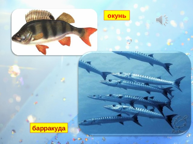 окунь Самые быстрые пловцы: окунь – 17 км/ч; щука – 33 км/ч; барракуда и скумбрия – 40 км/ч. Быстрее всех – рыба -меч. Она абсолютный чемпион по плаванию на короткие дистанции, может развивать скорость до 130 км/ч. барракуда 
