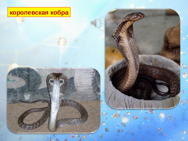 королевская кобра Самая смертоносная- королевская кобра . Её яд смертелен, и нападает она всегда без промедления. 