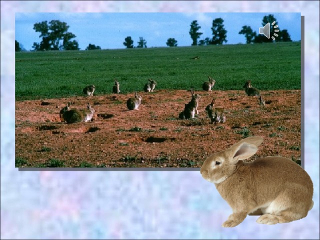  Кролики, завезённые в Австралию, стали новым звеном в пищевой цепочке, причём таким, к которому австралийская природа не была приспособлена. А потому, что в Австралии не было никаких кроличьих врагов – ни волков, ни лис, ни орлов – беркутов.  