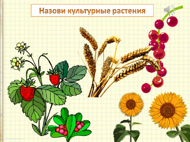 Нарисовать дикорастущее растение