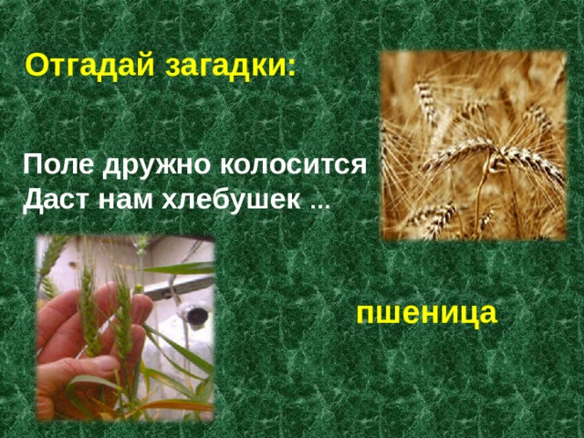 Головоломка в поле. Загадки о поле. Народные загадки о поле. Русские загадки о поле. Русские народные загадки о поле.