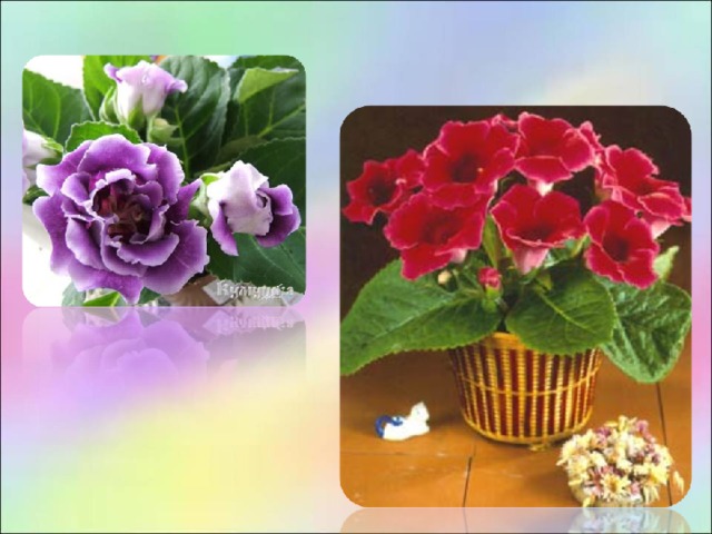 Глоксиния прекрасная – невысокое растение с крупными бархатистыми овальными листьями и такими же бархатистыми цветами-колокольчиками до 7 см в диаметре. Края у колокольчиков отогнутые, а окраска цветов может быть как белая, так и различных оттенков красного, синего, пурпурного цвета.  