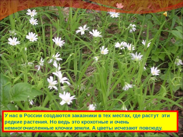 У нас в России создаются заказники в тех местах, где растут эти редкие растения. Но ведь это крохотные и очень немногочисленные клочки земли. А цветы исчезают повсюду. 