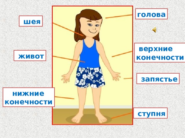 Строение человека для дошкольников презентация