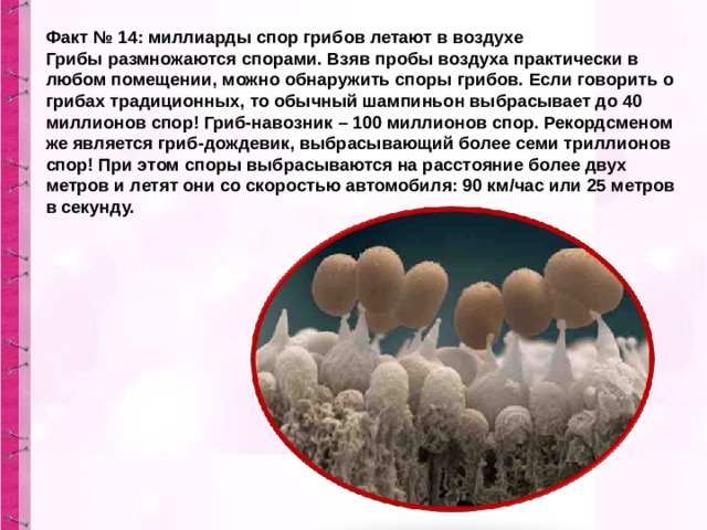 Чем отличается спора гриба. Споры гриба. Размер спор грибов. Споры шампиньонов. Споры грибов погибают при температуре.