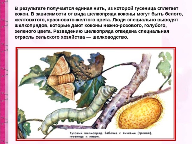 Развитие тутового шелкопряда прямое или с метаморфозом. Тутовый шелкопряд гусеница. Тутовый шелкопряд кокон. Тутовый шелкопряд червяк. Тутовый шелкопряд размножение.