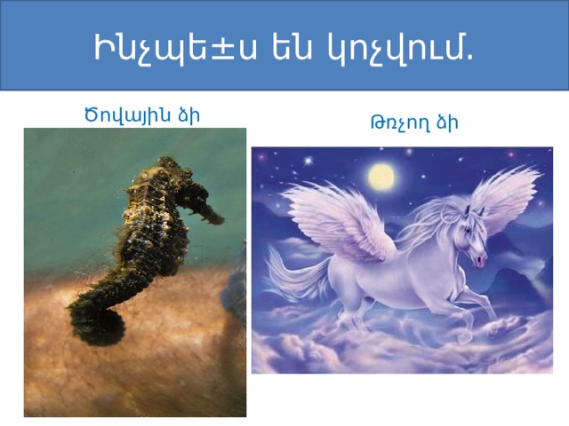 Ինչպե±ս են կոչվում. Ծովային ձի Թռչող ձի 