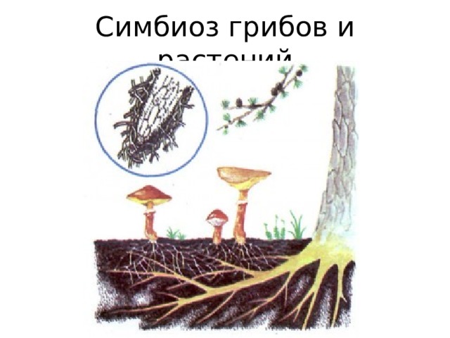 Симбиоз грибов и растений 
