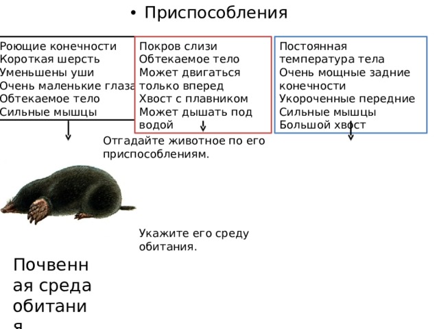 Приспособления Покров слизи Роющие конечности Постоянная температура тела Очень мощные задние конечности Короткая шерсть Обтекаемое тело Может двигаться только вперед Уменьшены уши Укороченные передние Очень маленькие глаза Сильные мышцы Хвост с плавником Большой хвост Может дышать под водой Обтекаемое тело Сильные мышцы Отгадайте животное по его приспособлениям. Укажите его среду обитания. Почвенная среда обитания 