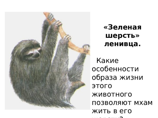 «Зеленая шерсть» ленивца.   Какие особенности образа жизни этого животного позволяют мхам жить в его шерсти? 