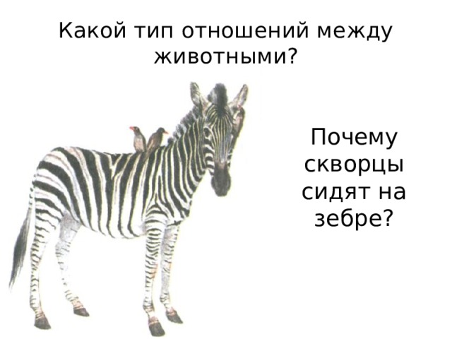 Какой тип отношений между животными? Почему скворцы сидят на зебре? 