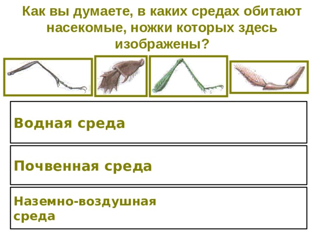 Как вы думаете, в каких средах обитают насекомые, ножки которых здесь изображены? Водная среда Почвенная среда Наземно-воздушная среда 