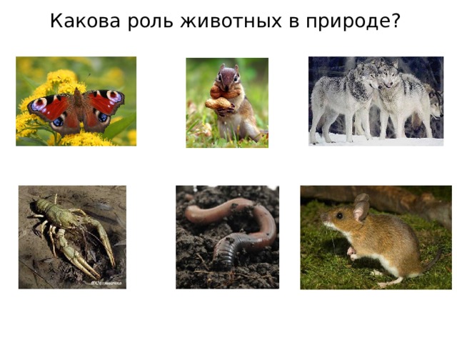 Какова роль животных в природе? 
