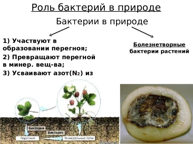 Роль бактерий в природе Бактерии в природе 1) Участвуют в образовании перегноя; 2) Превращают перегной в минер. вещ-ва; 3) Усваивают азот(N 2 ) из воздуха. Болезнетворные бактерии растений 