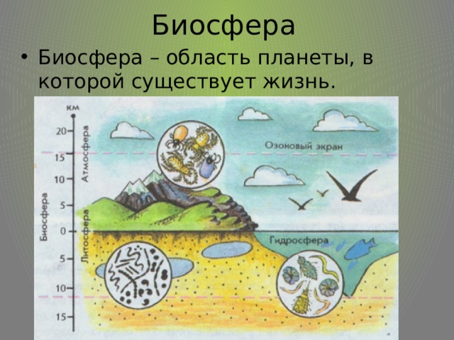 Биосфера Биосфера – область планеты, в которой существует жизнь. 