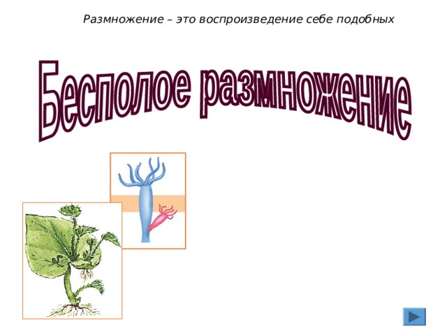 Размножение – это воспроизведение себе подобных 