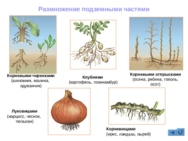 Размножение подземными частями Корневыми отпрысками  (осина, рябина, тополь, осот) Корневыми черенками  (шиповник, малина, одуванчик) Клубнями  (картофель, топинамбур) Луковицами  (нарцисс, чеснок, тюльпан)   Корневищами  (ирис, ландыш, пырей) 