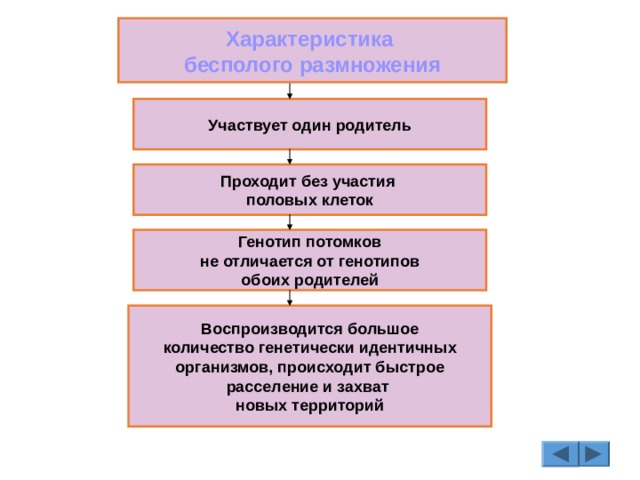 Характеристика бесполого размножения Участвует один родитель Проходит без участия половых клеток Генотип потомков не отличается от генотипов обоих родителей Воспроизводится большое количество генетически идентичных  организмов, происходит быстрое расселение и захват новых территорий 