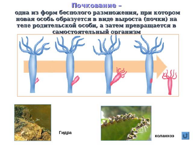 Почкование –  одна из форм бесполого размножения, при котором новая особь образуется в виде выроста (почки) на теле родительской особи, а затем превращается в самостоятельный организм Гидра коланхоэ 