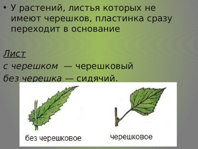 Письменно отметьте особенности внешнего строения. Строение без черешкового листа. Строение черешка листа. Листья черешковые 2 растения. Лист березы черешковый или сидячий.