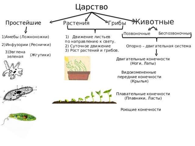 Движение животных биология 9 класс