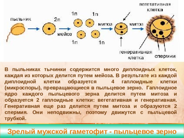 Формирование спермиев В пыльниках тычинки содержится много диплоидных клеток, каждая из которых делится путем мейоза. В результате из каждой диплоидной клетки образуется 4 гаплоидные клетки (микроспоры), превращающиеся в пыльцевое зерно. Гаплоидное ядро каждого пыльцевого зерна делится путем митоза и образуется 2 гаплоидные клетки: вегетативная и генеративная. Генеративная еще раз делится путем митоза и образуются 2 спермия. Они неподвижны, поэтому движутся с пыльцевой трубкой. Зрелый мужской гаметофит - пыльцевое зерно  