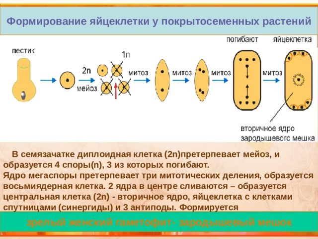 Формирование яйцеклетки у покрытосеменных растений  В семязачатке диплоидная клетка (2n)претерпевает мейоз, и образуется 4 споры(n), 3 из которых погибают. Ядро мегаспоры претерпевает три митотических деления, образуется восьмиядерная клетка. 2 ядра в центре сливаются – образуется центральная клетка (2n) - вторичное ядро, яйцеклетка с клетками спутницами (синергиды) и 3 антиподы. Формируется зрелый женский гаметофит- зародышевый мешок 