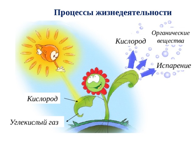 Процессы жизнедеятельности растений Органические вещества Кислород Испарение Кислород Углекислый газ 