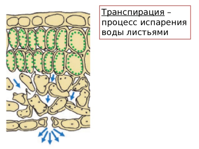 Транспирация – процесс испарения воды листьями 