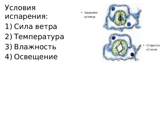 Условия испарения: Сила ветра Температура Влажность Освещение 