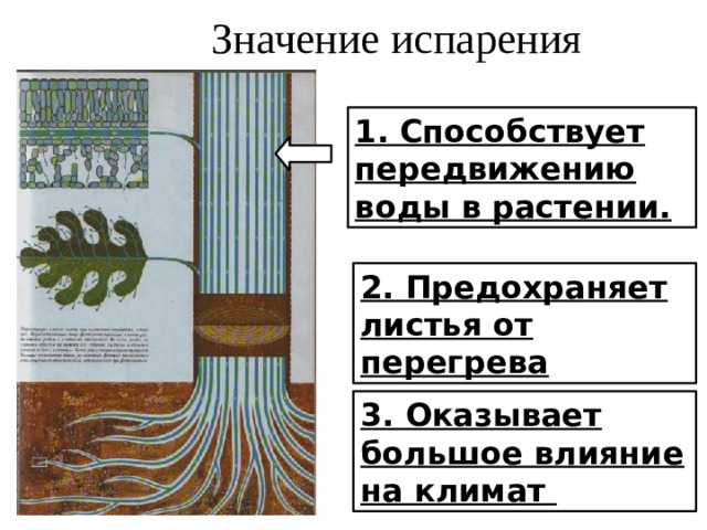  Значение испарения 1. Способствует передвижению воды в растении. 2. Предохраняет листья от перегрева 3. Оказывает большое влияние на климат 