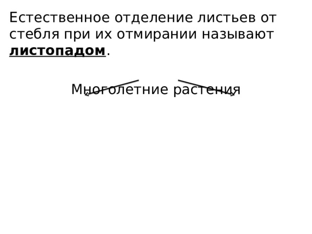 Естественное отделение листьев от стебля при их отмирании называют листопадом . Многолетние растения 