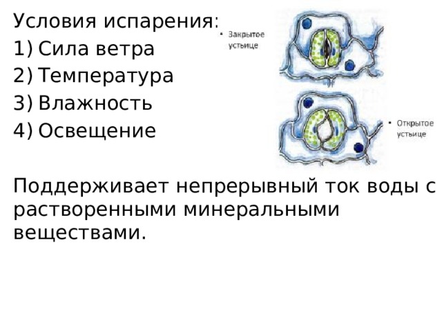 Условия испарения: Сила ветра Температура Влажность Освещение Поддерживает непрерывный ток воды с растворенными минеральными веществами. 
