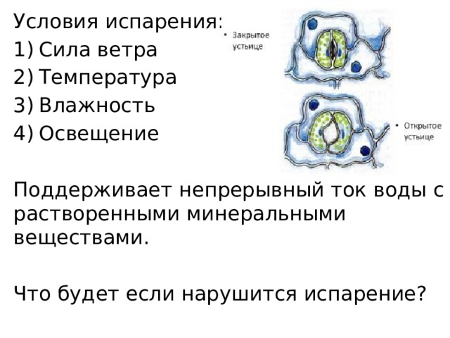 Условия испарения: Сила ветра Температура Влажность Освещение Поддерживает непрерывный ток воды с растворенными минеральными веществами. Что будет если нарушится испарение? 