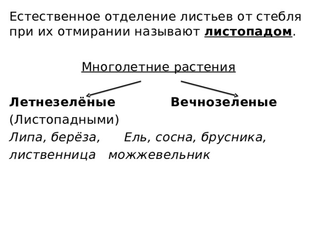 Естественное отделение листьев от стебля при их отмирании называют листопадом . Многолетние растения Летнезелёные       Вечнозеленые (Листопадными) Липа, берёза,    Ель, сосна, брусника, лиственница     можжевельник А А а 