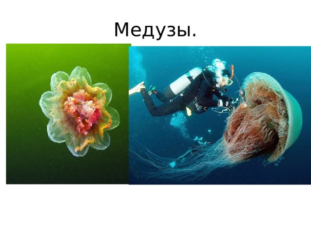 Медузы. 