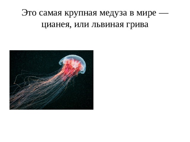 Это самая крупная медуза в мире — цианея, или львиная грива 