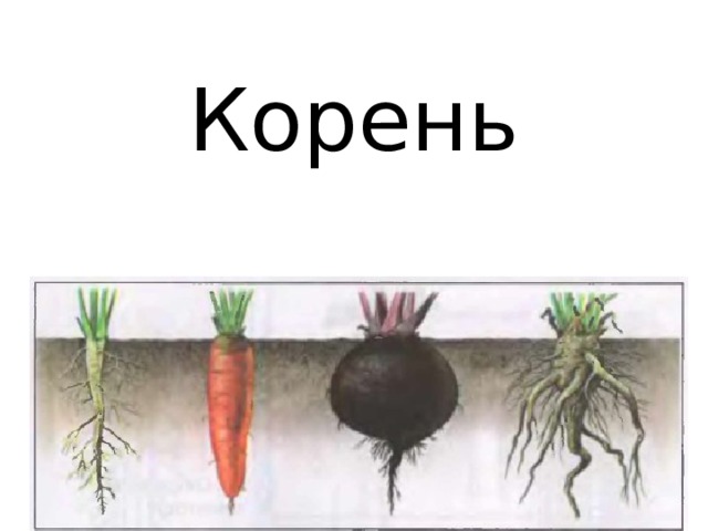Корень 