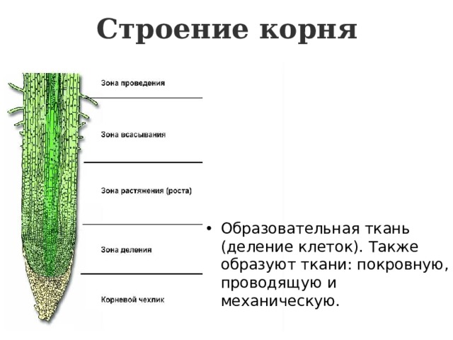 Какой тканью образована зона