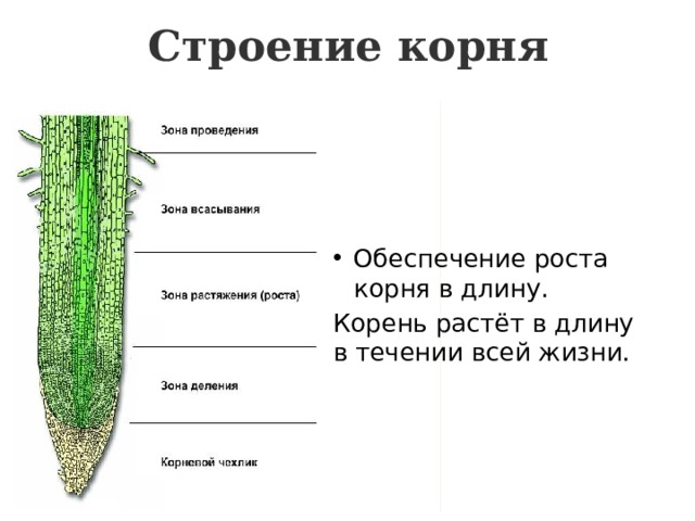 Образовательная ткань у растений 6 класс