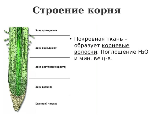 Строение корня Покровная ткань – образует корневые волоски . Поглощение Н 2 О и мин. вещ-в. 