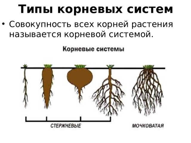 Типы корневых систем Совокупность всех корней растения называется корневой системой.  