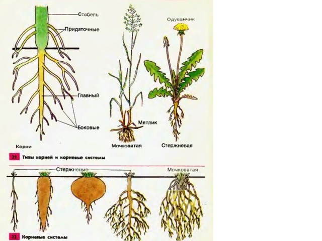 Корневые растения названия